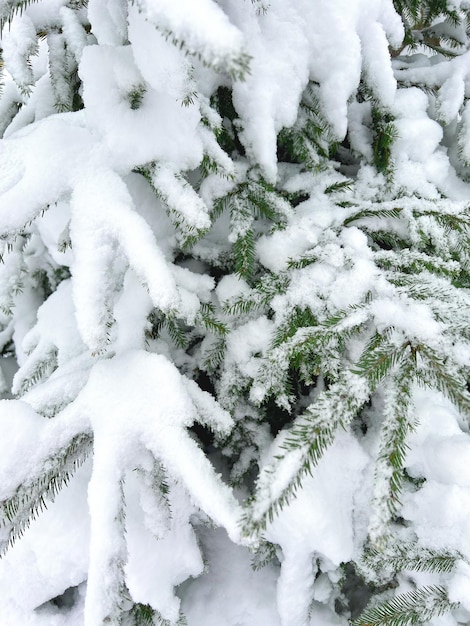 Dennenboomtakken bedekt met sneeuw Kerstboomtak