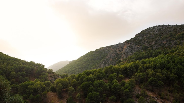 Dennenbos aan de kant van een berg El Burgo Malaga