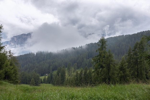 Dennenbos bedekt met mist aan de voet van de Dolomieten