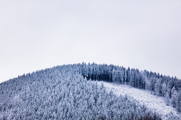 Dennenbos bedekt met sneeuw op de top van een heuvel in de Sudeten, Polen