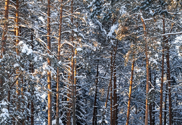 Dennenbos bedekt met verse sneeuw tijdens de winterkerstmis op een zonnige ijzige dag