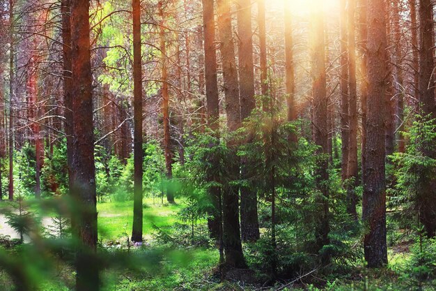 Dennenbos Bomen in het bos Sparrentakken met kegels Schittering van de zon