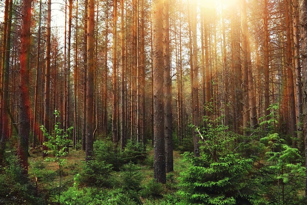 Dennenbos Bomen in het bos Sparrentakken met kegels Schittering van de zon