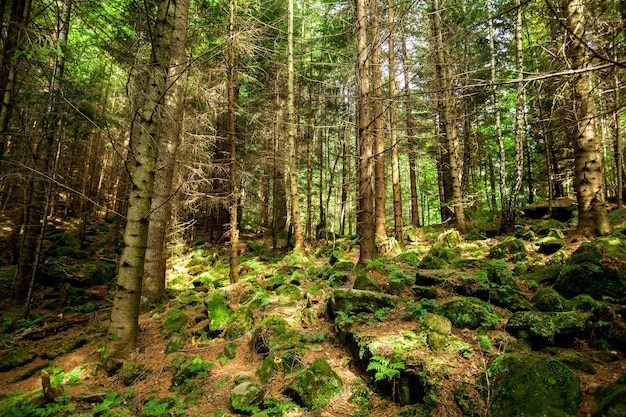 Dennenbos bomen natuur groen hout zonlicht