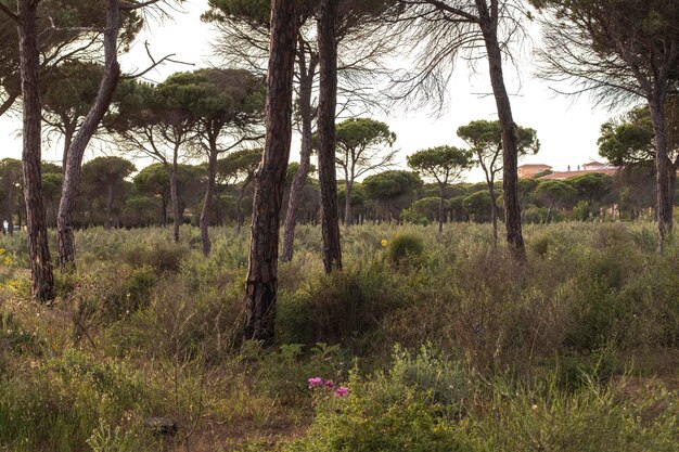 Dennenbos Donana National Park Milieu zorgconcept