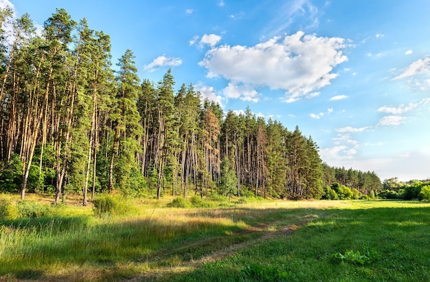 Dennenbos en heldergroene weide bij de zomerzonsondergang