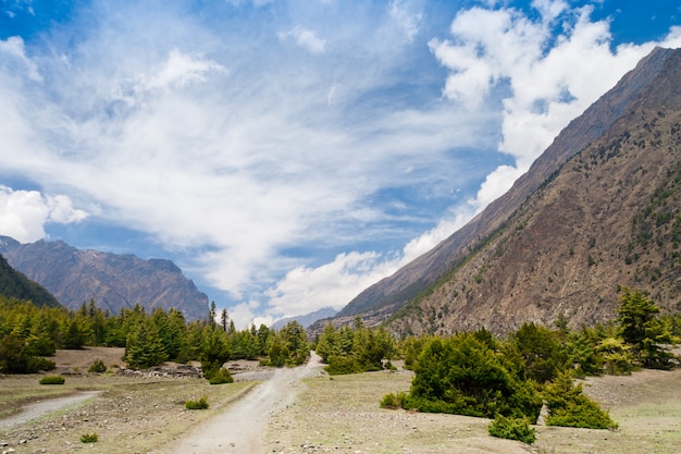 Dennenbos in Annapurna trek