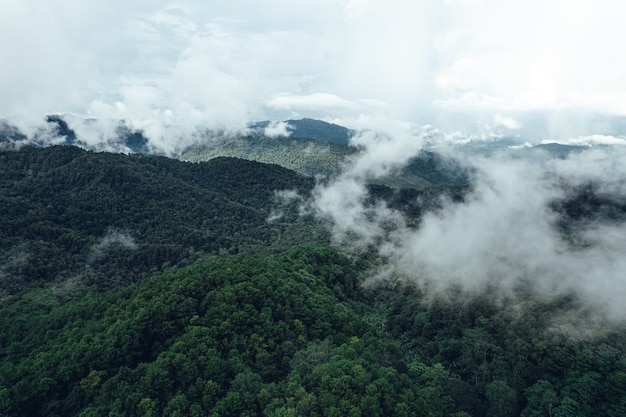 Dennenbos in de bergen in de ochtendvorm boven drone