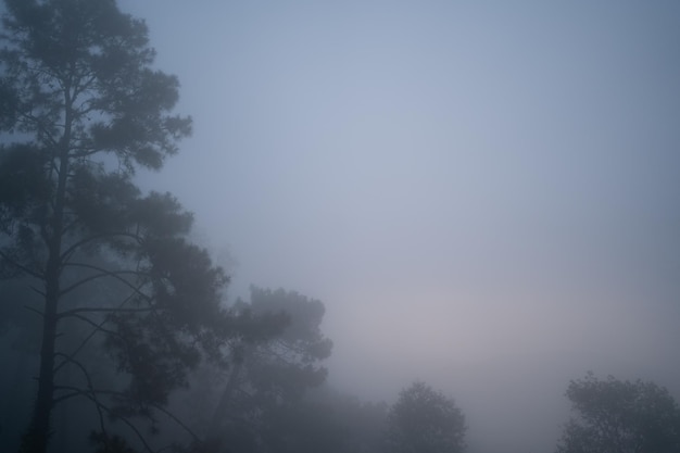 Dennenbos in de dichte mist