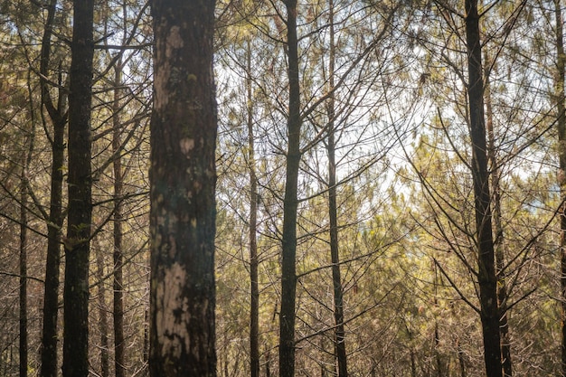 Dennenbos in de lente dat op het pad om te wandelen in de bergen