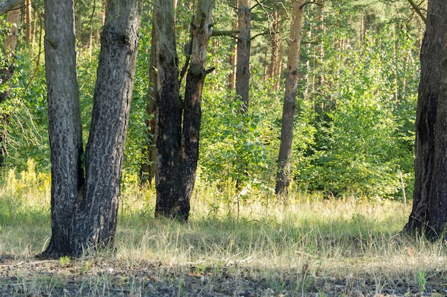 Dennenbos in de ochtend