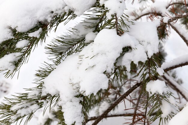 Dennenbos in de winter, close-up gefotografeerd met witte sneeuw op takken