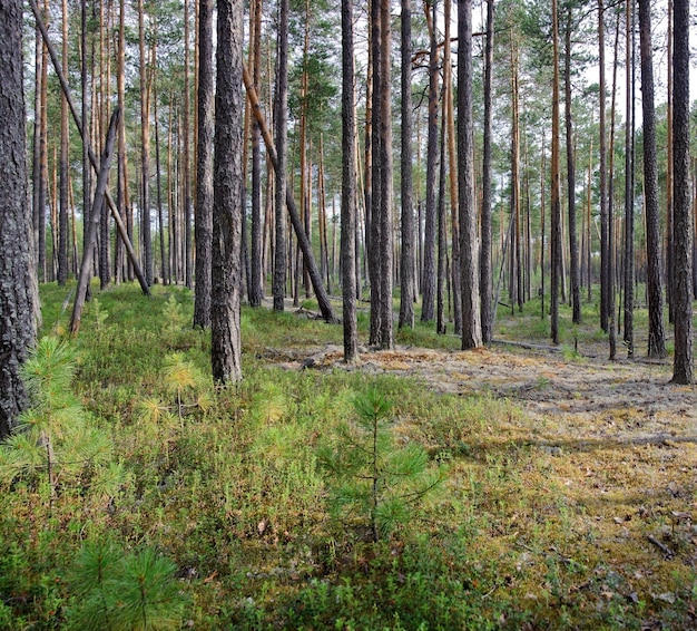 Dennenbos in de zomer. Taiga. West-Siberië, Rusland.