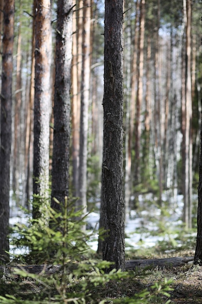 Dennenbos in het begin van de lente onder de sneeuw. Bos onder sneeuw winterlandschap. De zon verwarmt het dennenbos dat na de winter is ontwaakt.