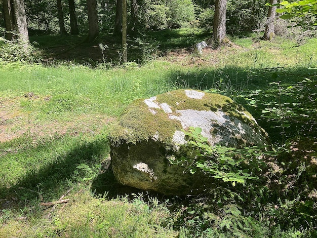 Dennenbos in het ochtendlicht met mos op de grond