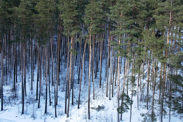 Dennenbos in sneeuwweergave van bovenaf