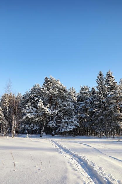 Dennenbos na een zware sneeuwstorm op een zonnige winterdag