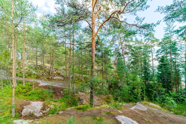 Dennenbos op een zonnige dag landschap van wilde natuur