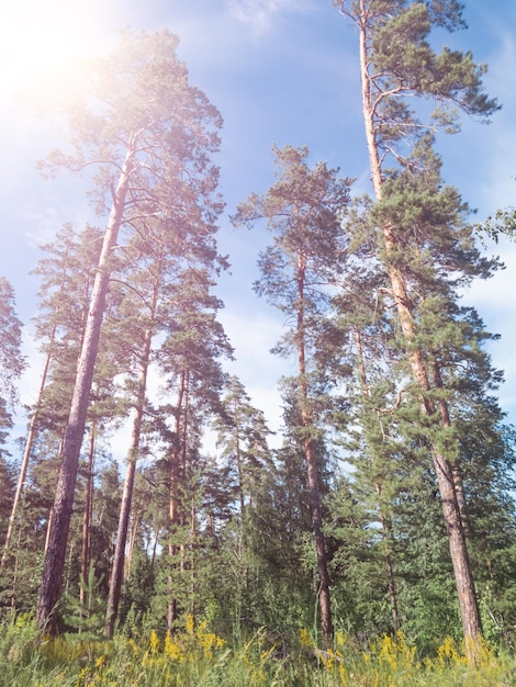 Dennenbos op zonnige dag verticale achtergrond.