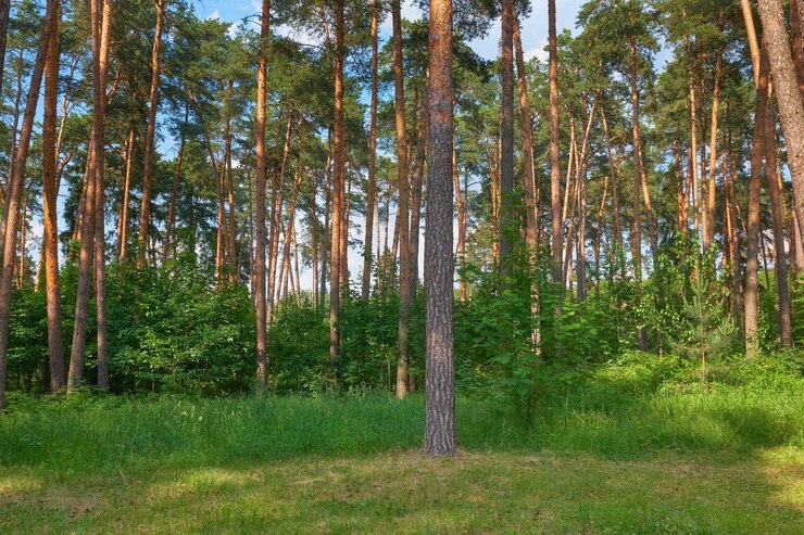 Dennenbos op zonnige zomerdag, natuur en ecologie