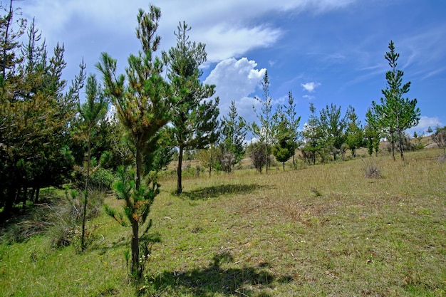 Dennenbos Pinus radiata