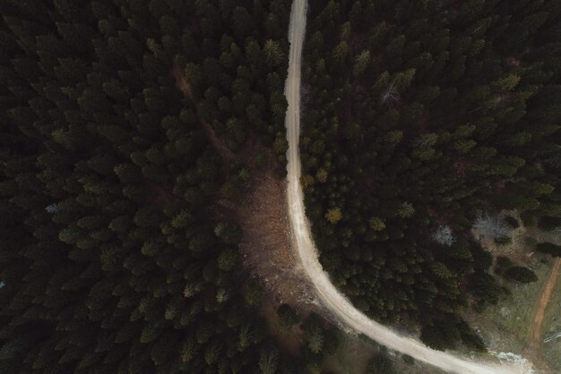 Dennenbos van bovenaf Herfstseizoen Bosweg Foto van hoge kwaliteit