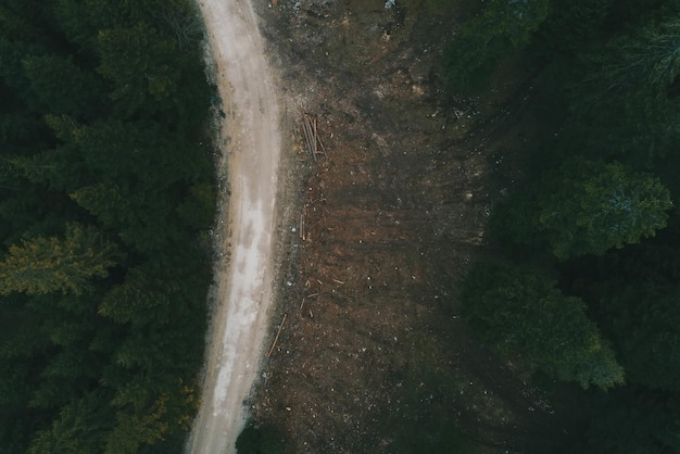 Dennenbos van bovenaf Herfstseizoen Bosweg Foto van hoge kwaliteit