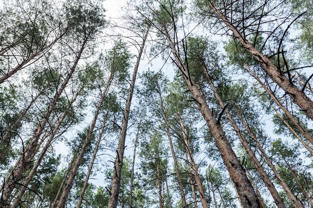 Dennenbos Zomer seizoen