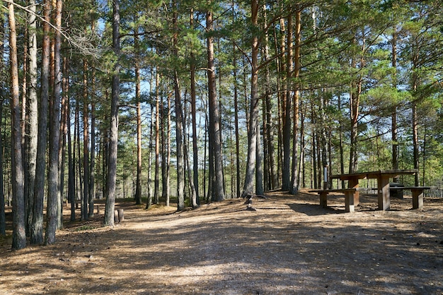 Dennenbosscène met picknickstreek. Kemeri Nationaal park, Letland