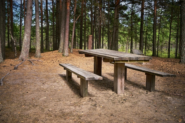 Dennenbosscène met picknickstreek.