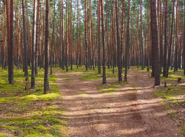 Dennenboswandeling in de bosboomstammen Mysterieus bos