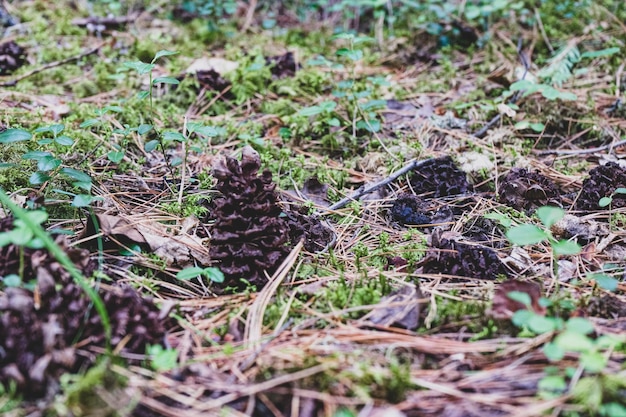 Foto dennenkegels op de grond gevallen dennenkegels