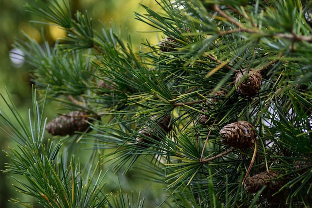 Foto dennenkegels op een boom