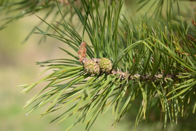 Dennennaalden met jonge kegels close-up