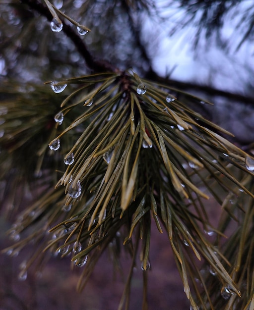 Dennennaalden met waterdruppels na regen