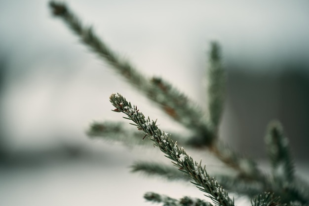 Dennentak bedekt met sneeuw Groenblijvende boom in de winter