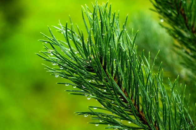 Dennentak met groene naalden Versheid Een druppel regen Regenachtig weer