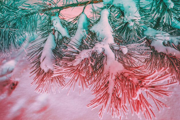 Dennentakken bedekt met rijm. Natuur winter achtergrond in trendy Pacific roze kleur