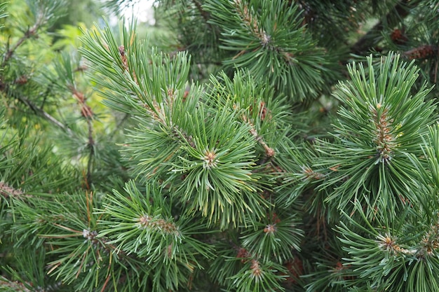Dennentakken op het gouden uur in de avond Pinus pine een geslacht van coniferen en struiken in de dennenfamilie Pinaceae Wildlife taiga van Karelië in de zomer