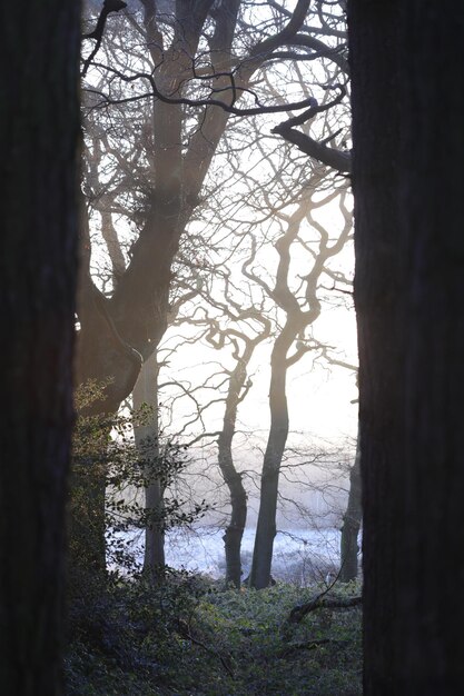 Photo dense autumn forest shrouded in fog on a cold afternoon