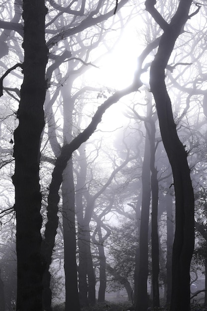 Foto densa foresta autunnale avvolta nella nebbia in un freddo pomeriggio