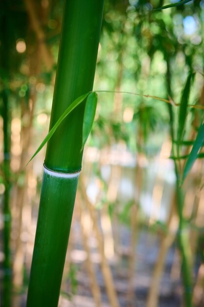 A dense bamboo grove closeup captivates with its unique beauty