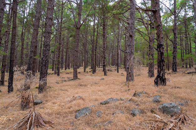 Dense beautiful forest on the island of Tenerife