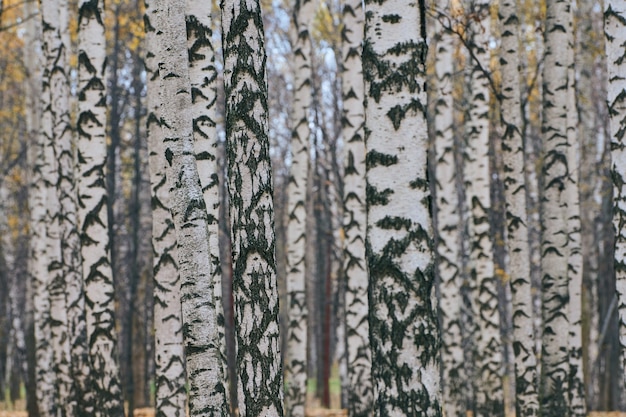 Dense birch forest. birch tree trunks in city park. no people.\
fresh healthy wet forest air.