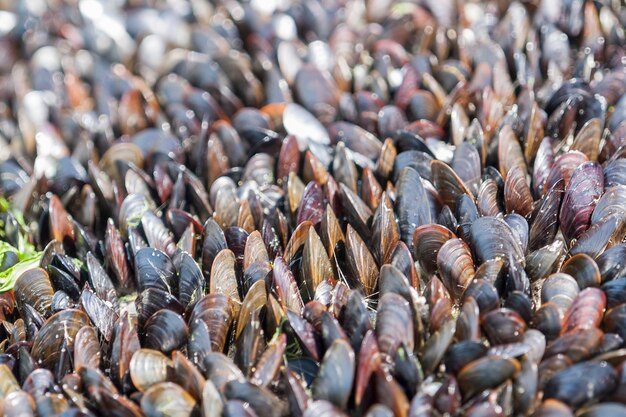 Photo dense bivalve population