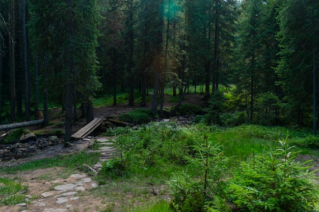 Dense coniferous forest. Beautiful forest