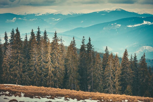 Le fitte foreste di conifere a bukovel, il cuore dei carpazi in ucraina. bellezza e forza della natura selvaggia incontaminata. paesaggio autunnale invernale con montagne sullo sfondo