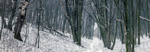 Dense dark forest in winter in gloomy weather