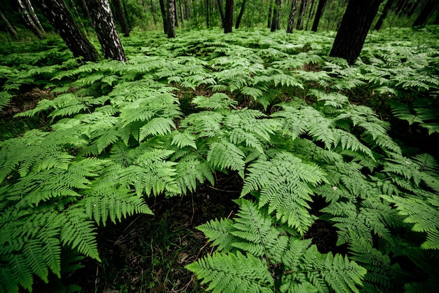 Dense fern thickets close up