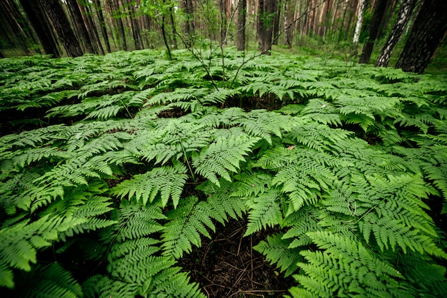 Dense fern thickets.